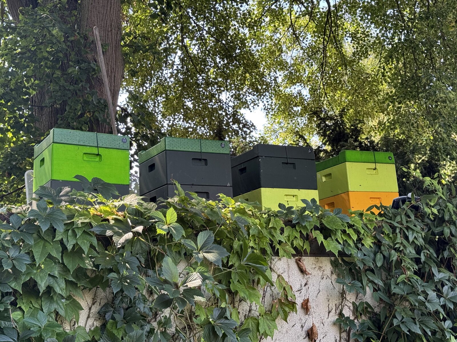 Bienenkästen unter hohen Bäumen in Liebenau