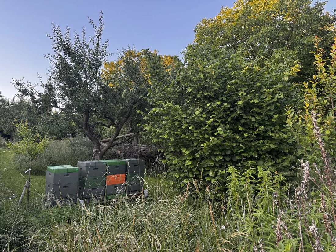 Bienenstand in Kirchditmold