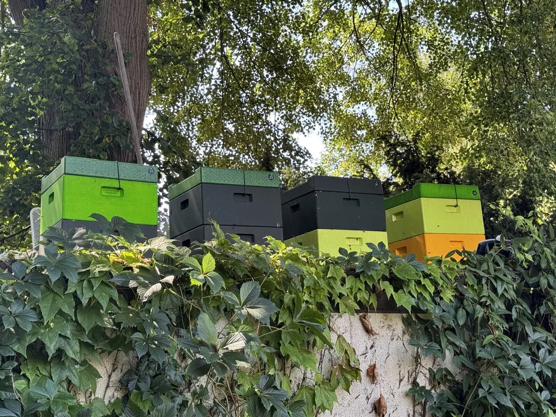 Bienenstand in Liebenau