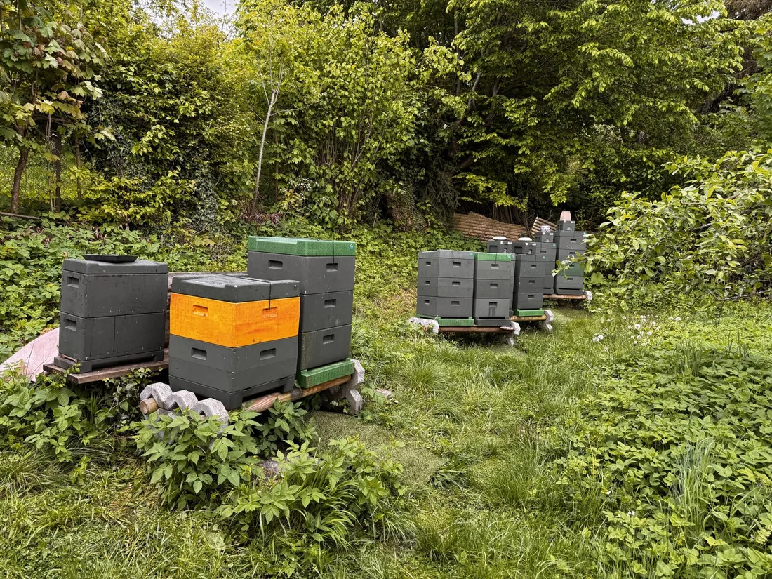 Bienenstand in Bergpark Wilhelmshöhe