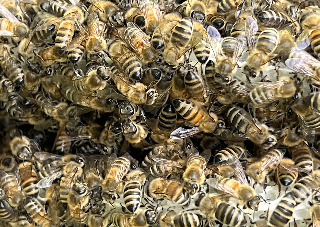 Bienen auf einer Wabe aus der Imkerei