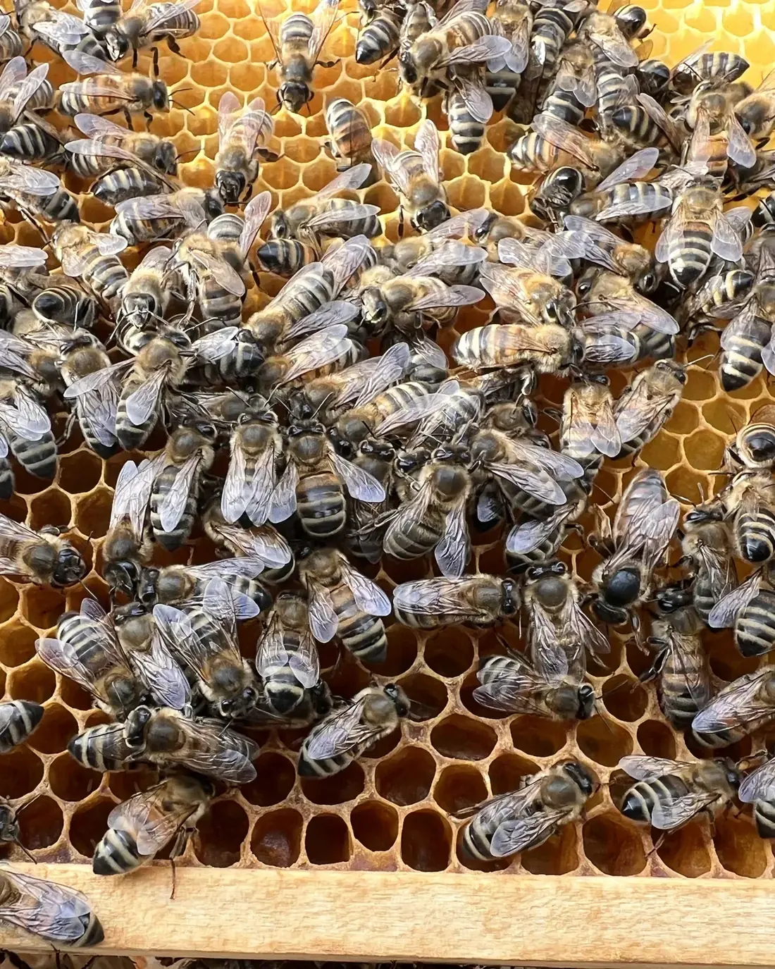 Worker bees on a comb in the colony