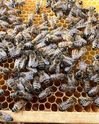Worker bees on a comb in the colony