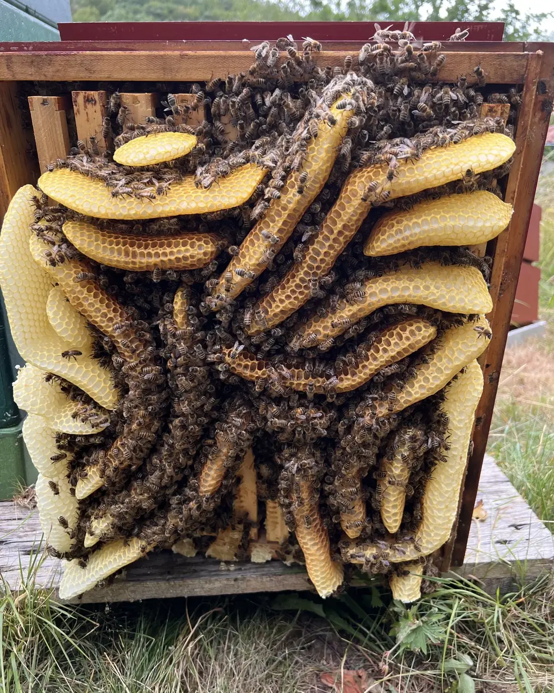 Honey bees on a naturally built comb