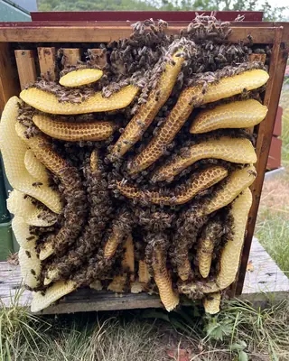 Honey bees on a naturally built comb