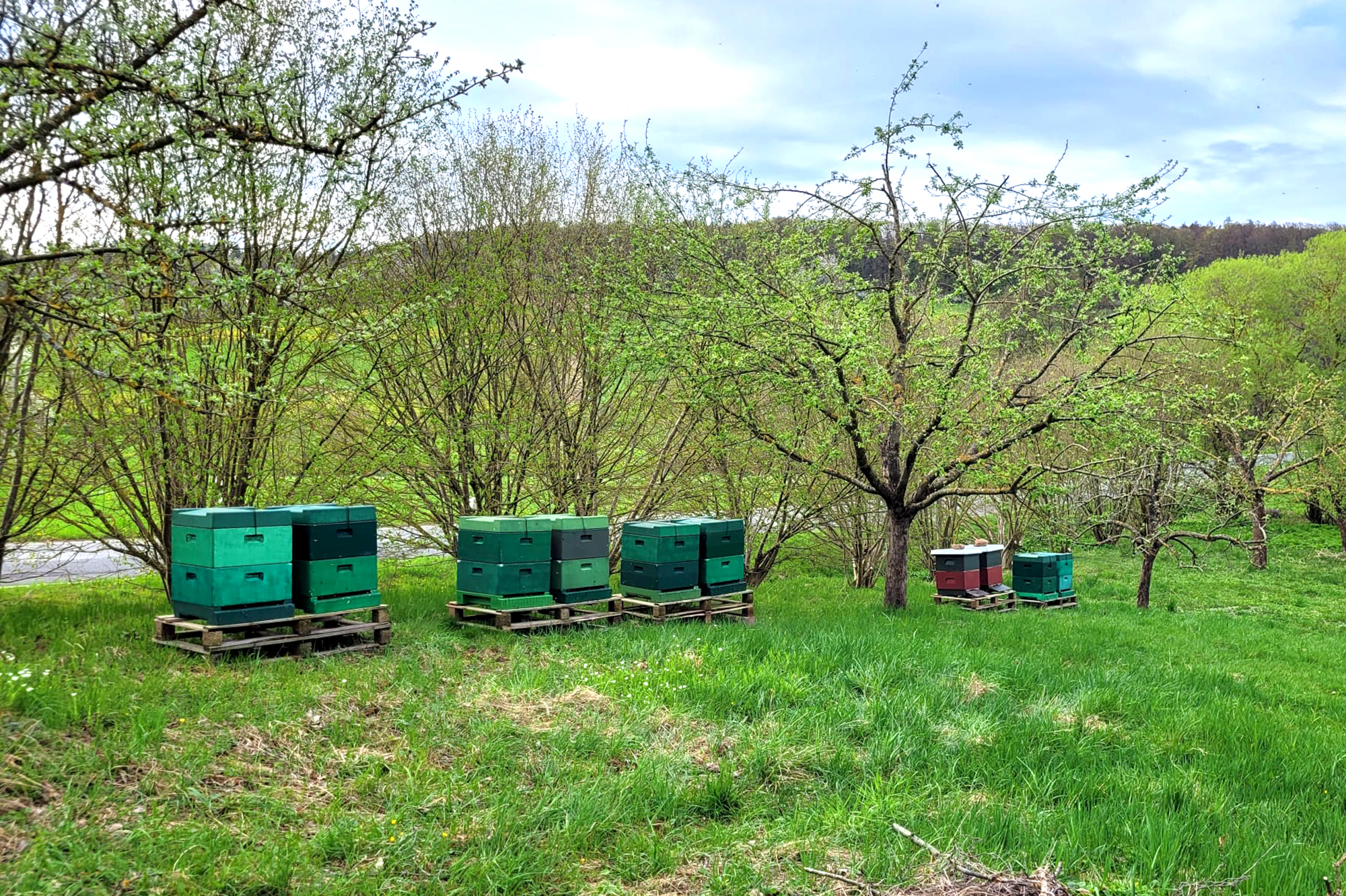 Bienenstand in Vockerode-Dinkelberg, fotografiert im Frühjahr 2024