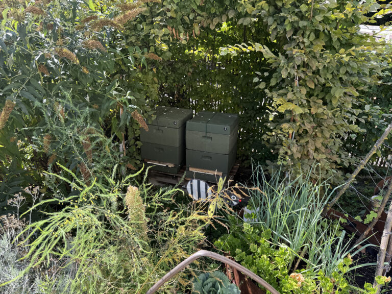 Früherer Bienenstand am Brasselsberg