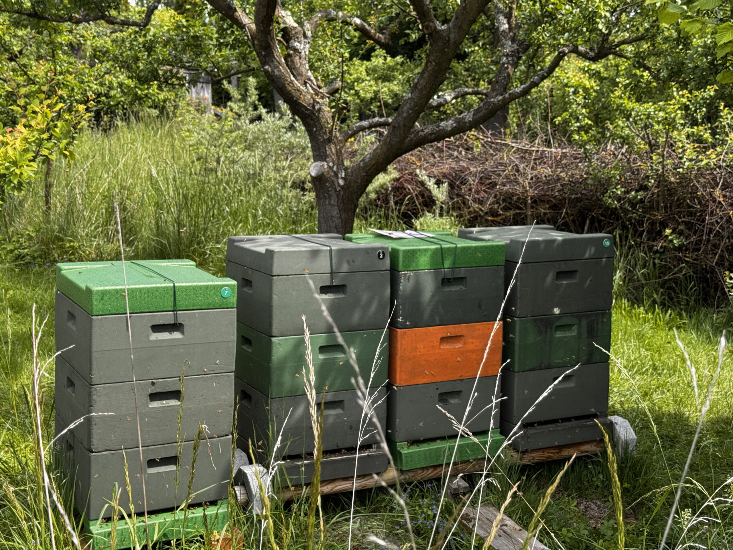 Bienenkästen unter einem Obstbaum in Kassel-Kirchditmold
