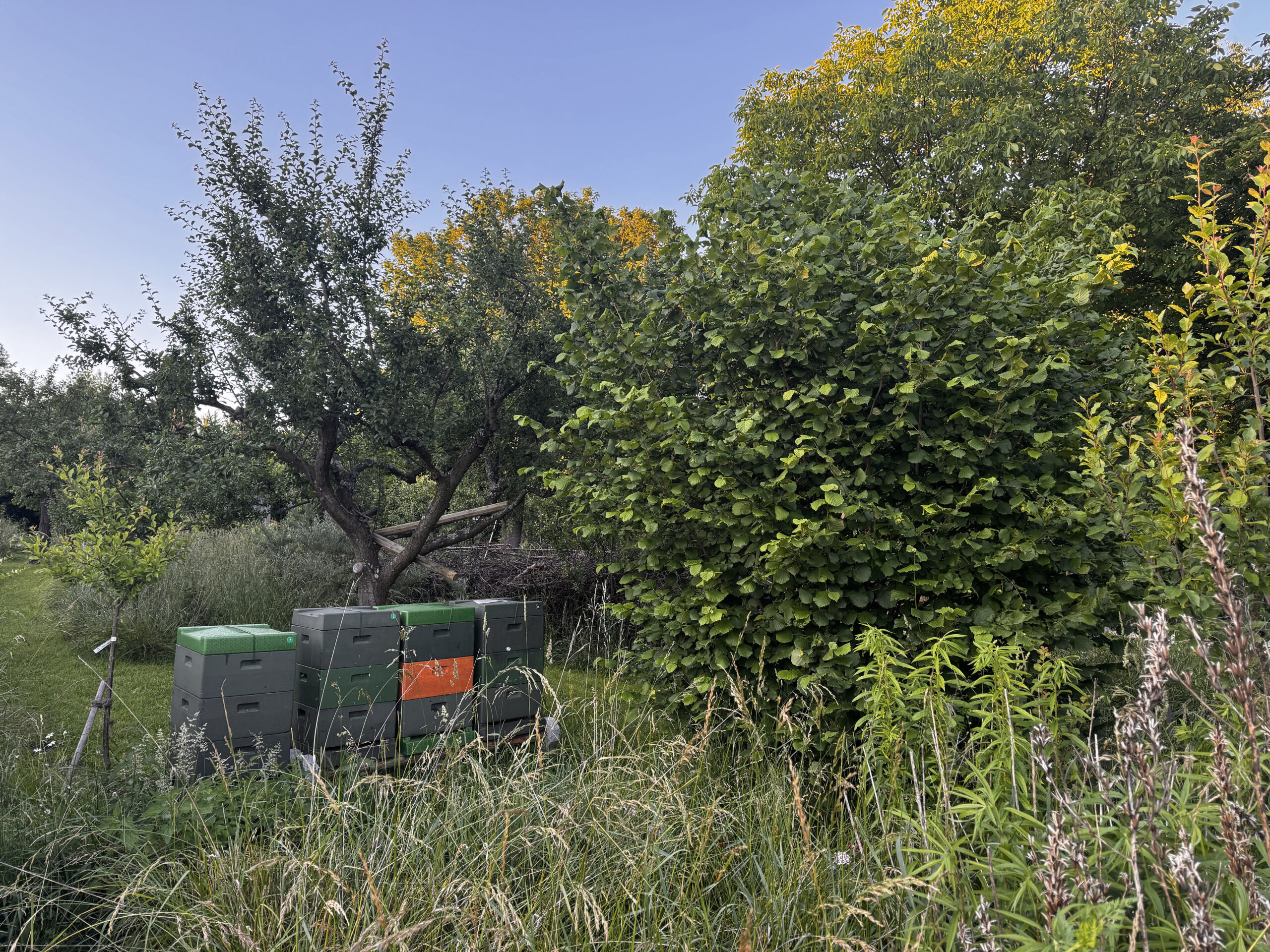 Bienenkästen zwischen Obstbäumen und Wiesen in Kirchditmold