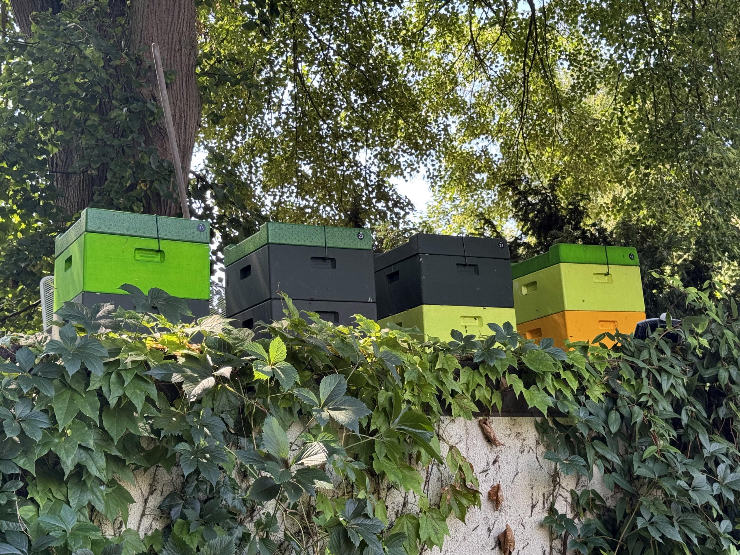 Bienenkästen unter hohen Bäumen in Liebenau