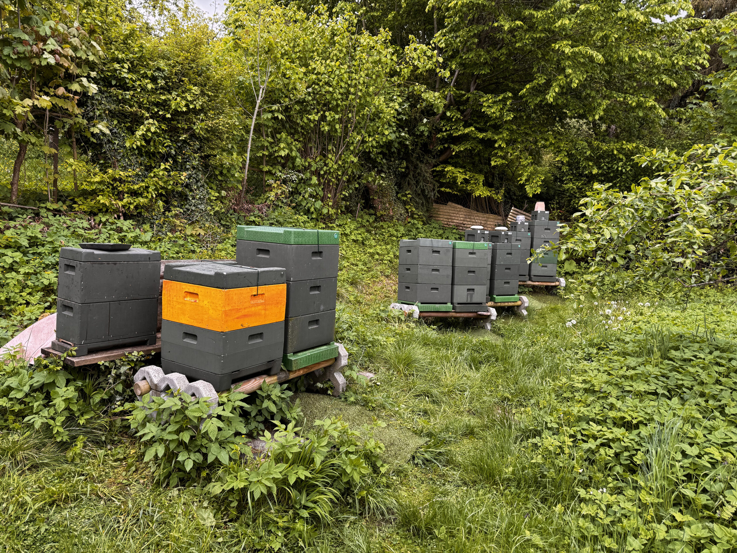 Bienenstände im Grünen am Bergpark Wilhelmshöhe
