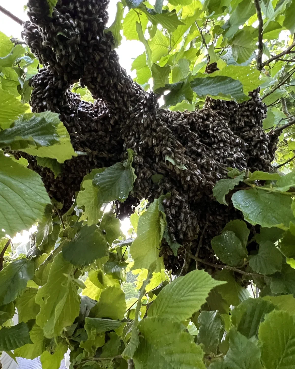 Ein dichter Bienenschwarm hängt in den Zweigen eines Baumes