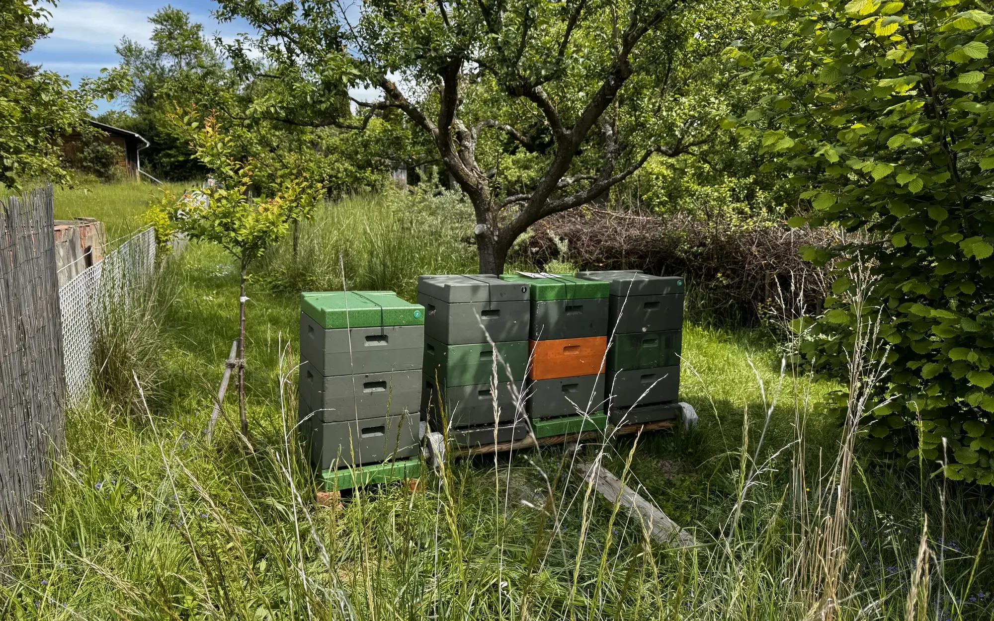 Bienenkästen unter einem alten Obstbaum in Kassel-Kirchditmold