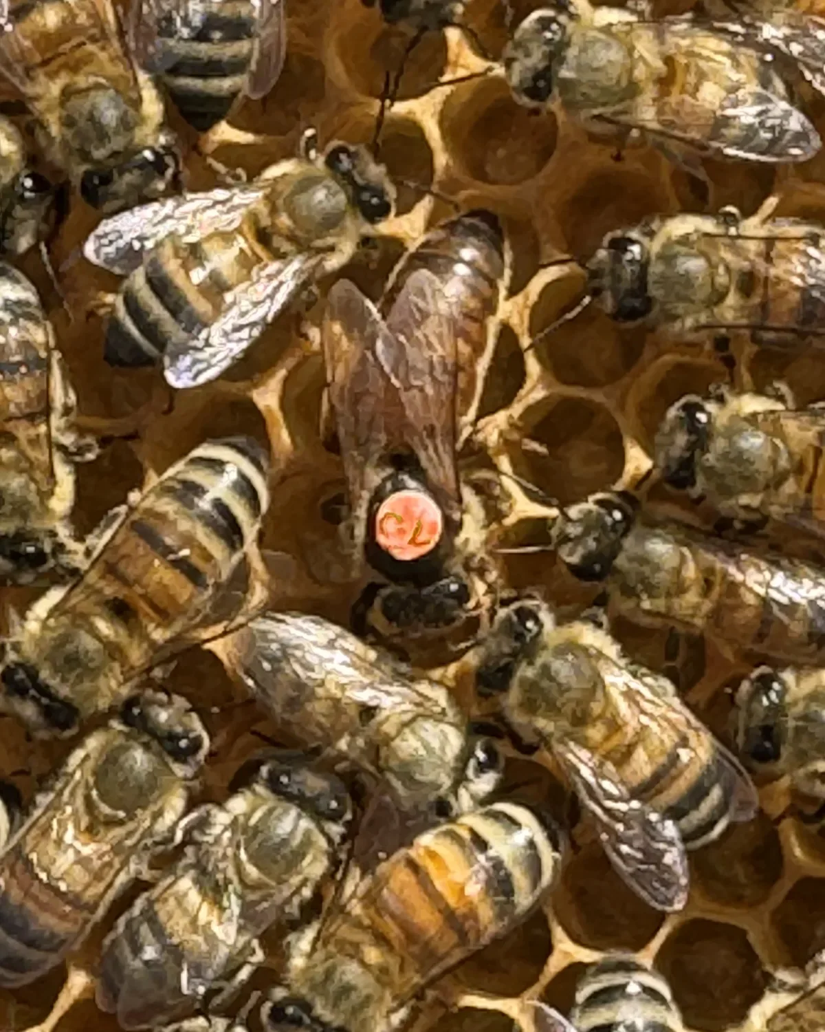 Eine markierte Bienenkönigin steht zwischen Arbeiterinnen auf einer Wabe