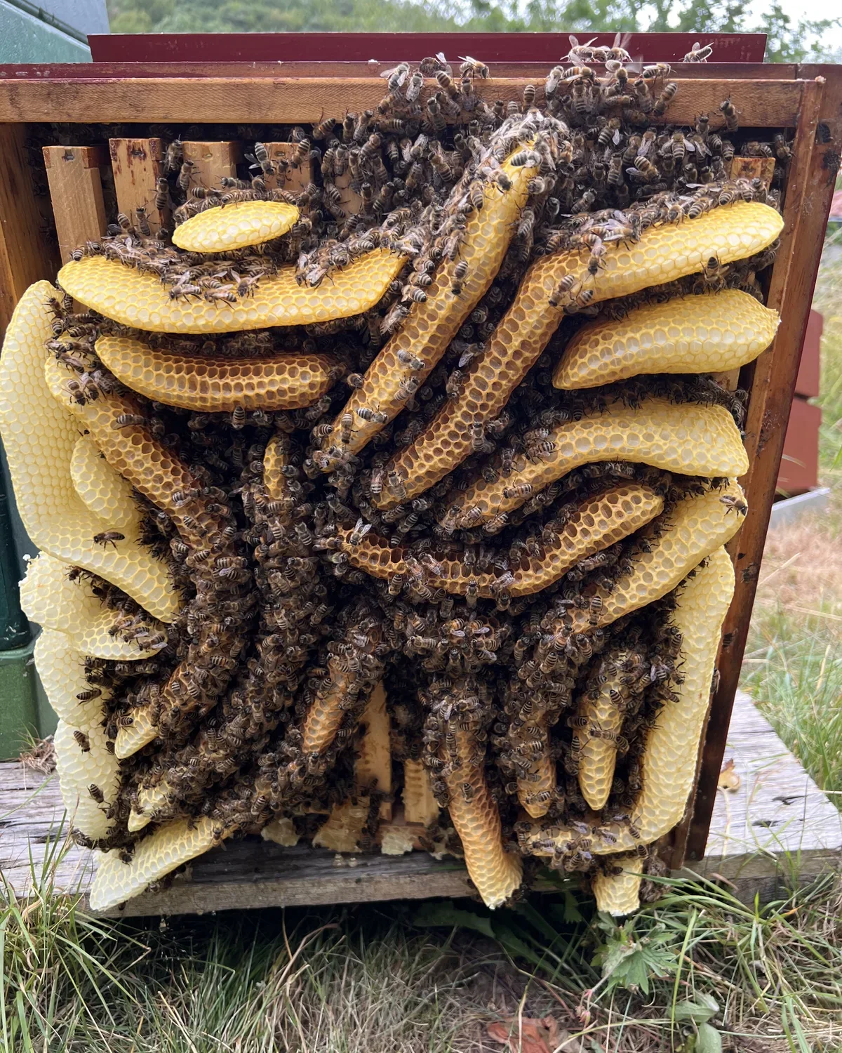 Viele Honigbienen sitzen gemeinsam auf frei gebauter Naturwabe