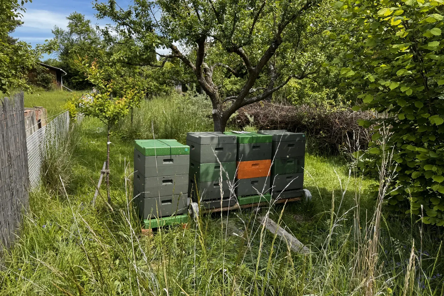 Bienenkästen in einem grünen Garten in Kassel-Kirchditmold
