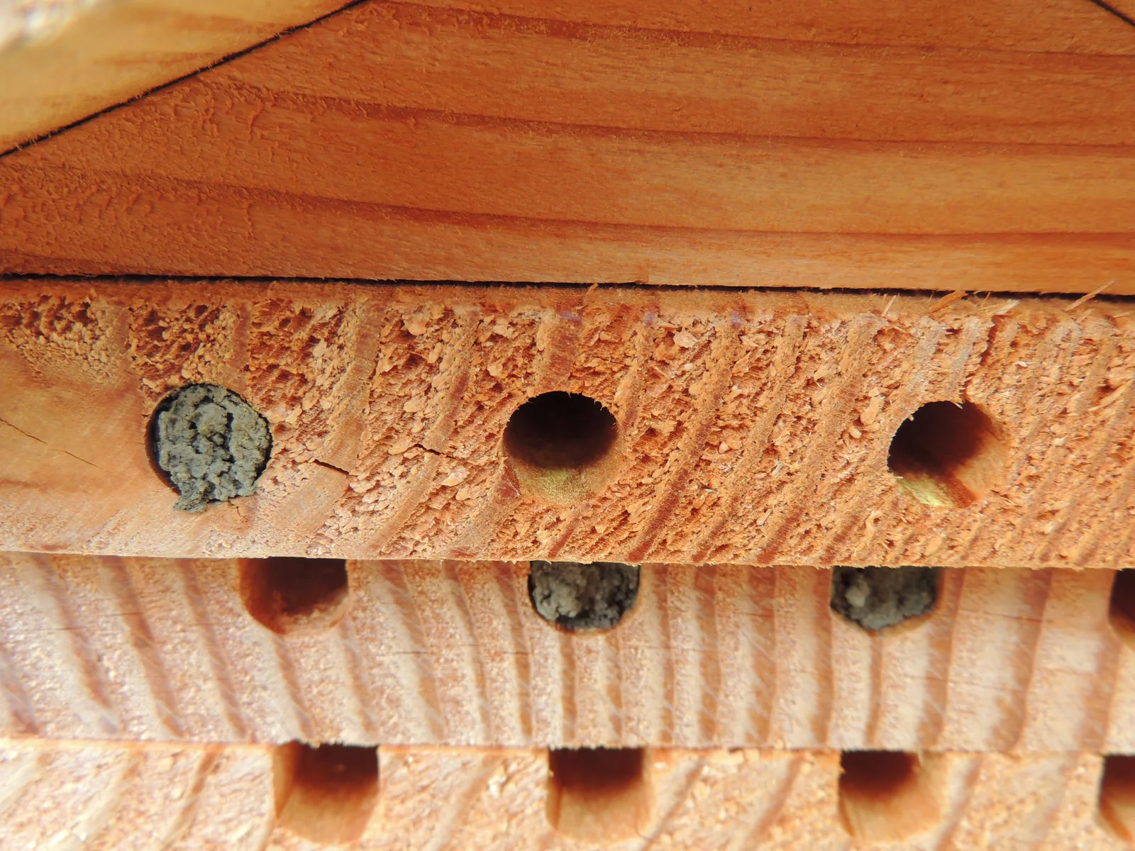 Nistgänge in Holz mit offenen Eingängen und verschlossenen Nestern